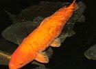 obri akvaria 0048